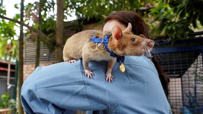 Shortly after retiring from detecting mines, Magawa sits on the shoulder of its former handler So Malen in Siem Reap, Cambodia. Reuters