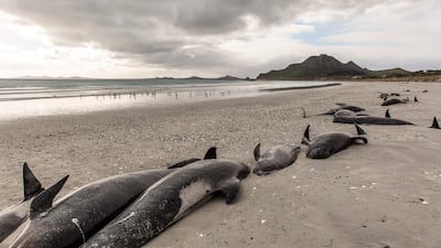 Almost 500 pilot whales have died after beaching themselves on two New Zealand beaches.