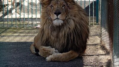A lion in a zoo in Romania. Eight lions and a wolf were being kept illegally in a private collection in Saudi Arabia. AP