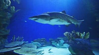 Learn about sand tiger sharks and other species of sharks at the Dubai Aquarium & Underwater Zoo at The Dubai Mall. Courtesy Dubai Aquarium & Underwater Zoo