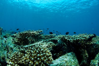Corals at Dibba Rock in Fujairah. Photo: Divers Down