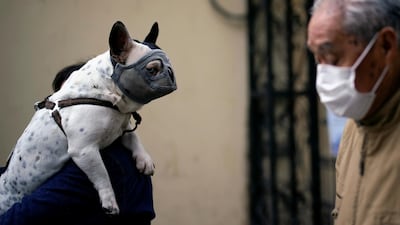 A dog wearing a mask is seen on a street following an outbreak of coronavirus in Shanghai, China. Reuters