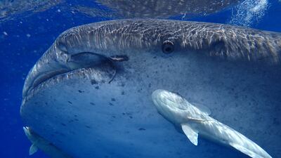 The team expects to encounter a range of marine wildlife during the trip. PA