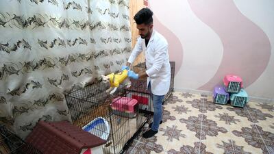 A veterinary medicine student puts clothes on a cat in a cat hotel in Basra. Essam Al Sudani / Reuters