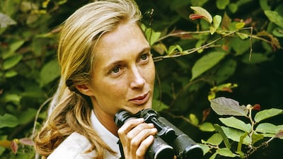 Jane Goodall in December 1965 on location in Gombe Stream National Park, Tanzania. Getty Images