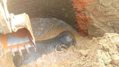 An excavator attempts to free the elephant from the well.