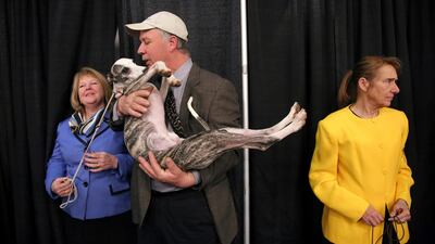 Jim Fredricks, center, carries his Whippet Kennedy while his wife stands with them, left, ahead of the Best of Breed event. Photo: AP