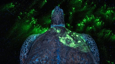 EVERY CRIME LEAVES A TRACE Can CSI tactics stop a $23 billion poaching industry? On the hunt for smugglers with wildlife forensics — the work that aims to disrupt or even dismantle illegally run wildlife trade chains. On the first glance this may appear to be a underwater photograph of a floating green sea turtle (Chelonia mydas). But can you spot the human hand print? The image demonstrates a method for securing forensic evidence that can help to catch poachers and animal traffickers. Special fluorescent powder dyes, photographed under ultraviolet light, reveal hand and fingerprints, blood and other bodily fluids, gunpowder residue, and more. Wildlife forensic expert Dr. Alexandra Thomas from Durrell Wildlife Conservation Trust and Louise Gibson from the Wildlife Crime and Forensics Unit of the Zoological Society of London are developing such methods to assist law enforcement. Six of the world's seven sea turtle species are classified as threatened, endangered, or critically endangered due to human persecution, habitat destruction, or marine pollution. ZSL Lab, London, UK, 25th of February 2025. Photo: ©Britta Jaschinski