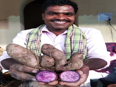 Purple yam is a forgotten food increasingly featured at roots and tuber fairs in India. Photo: G Krishna Prasad