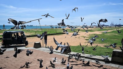 A driver rides in his three-wheel taxi as pigeons take a flight in Colombo, a day after the series of blasts. AFP