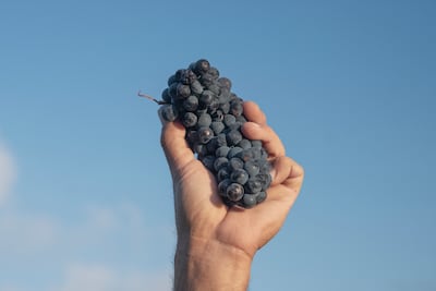 The debut publication is titled The Flavors We Carry. Photo: Al Rawiya