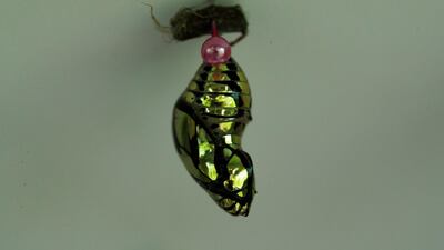 View of a Chrysalis of Tithorea Tarricina at the Butterfly Garden of the Metropolitan Natural Park in Panama City, Panama. EPA