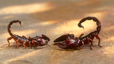 Venom from animals and insects, including scorpions, could be an alternative to chemical pesticides sprayed on crops. Alamy Stock Photo