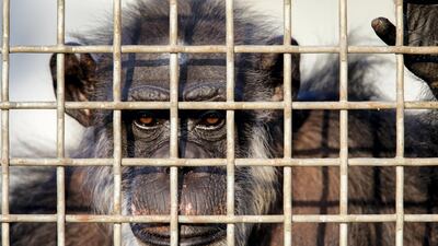 A retired lab chimp looks out of his group enclosure at Chimp Haven in Louisiana. The Christian Science Monitor via Getty Images
