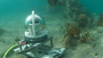 An underwater camera captures marine life at a reef off the British Virgin Islands. Photo courtesy Graham Casden