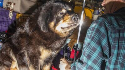 A Tibetan Mastiff named Kalhant is groomed before competing. Photo: Bloomberg