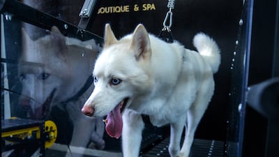 Canines are only allowed to use the machines for 15 minutes on their first couple of trips before gradually increasing to 30 minutes and so on.