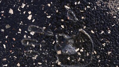 A handprint of glue left behind by an activist from the group Last Generation (Letzte Generation), after they were removed by police, is visible on the asphalt following a blockade at an intersection in Berlin, Germany, in September. Last Generation is continuing its disruptive protests in an effort to put pressure on politicians to stop the burning of fossil fuels. Getty Images