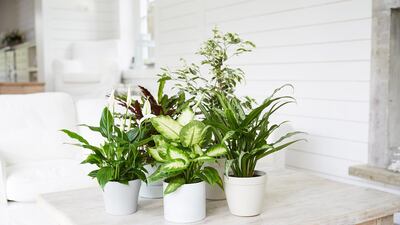Flowering houseplants last long and can keep you healthy by removing airborne toxins Getty