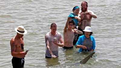 In spite of their large size and similar appearance to other dangerous species such as bull sharks, very few, if any attacks are attributed to sandbar sharks. Dusky sharks are considered to be potentially dangerous, but mainly eat fish. AFP