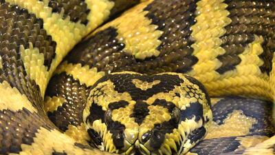 Take a trip to the Tokyo Snake Centre, the city’s only snake cafe. Courtesy Tokyo Snake Centre