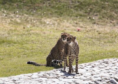 Cheetah cubs are still regularly seized from wildlife traffickers looking to smuggle the animals from Africa to the GCC. Reem Mohammed / The National