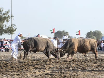 Bullfighting in Fujairah. Leslie Pableo / The National