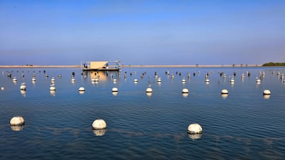 Bunches of oysters in nets are suspended in the sea to grow pearls at Al Suwaidi Pearl Farm in Ras Al Khaimah. Courtesy Ministry of Climate Change and Environment