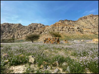Ruins lie undisturbed in pink mustard fields in Wadi Al Ghalilah. Photo: Alison Watt