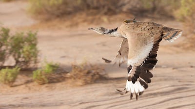 The houbara bustard is used to hunt with falcons / Photo courtesy Impact Porter Novelli