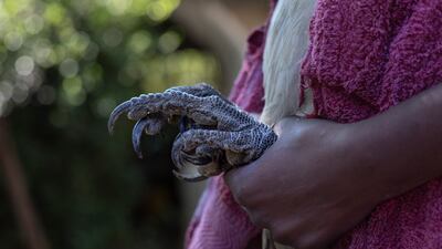 A white-backed vulture being prepared for examination