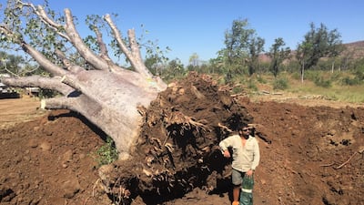 A baobab can have a girth of up to 20 metres. Photo: Cycad Enterprises