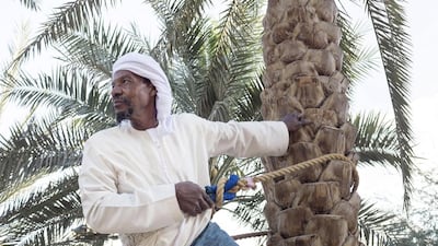 A man demonstrates how to climb a palm tree to the visitors at the Qasr Al Hosn Festival. Reem Mohammed / The National