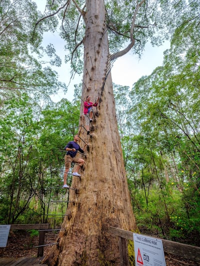Valley of Giants. Courtesy Tourism Western Australia