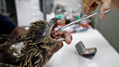 Birds falling from trees and the sky is a common occurrence every summer in India, but this year the instances have increased by 30 per cent. Reuters