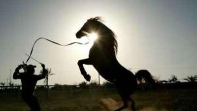 Abu Khosa works to break an original Arabian horse.
