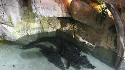 King Croc, at 5.1 metres from head to tail, one the biggest crocodiles in the world, gets used to his new home at the Dubai Aquarium and Underwater Zoo in Dubai Mall with his Queen Croc. Jeffrey E Biteng / The National