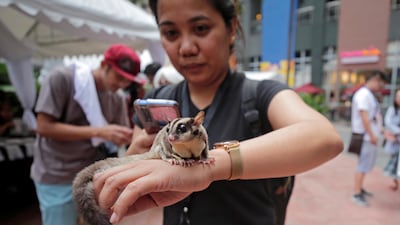 A Sugar glider is held by its owner during a pet gala in the Philippines. EPA