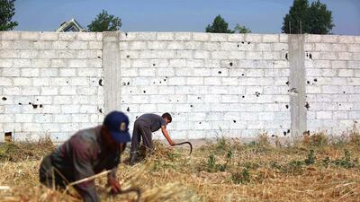 Syrian farmers cut wheat in Hamorieh. Momammad Badra / EPA