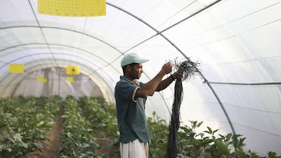 One FNC member called for a partial ban on imported fruit and vegetables when local production is at its peak. Sarah Dea / The National