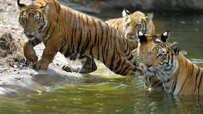 Noah Seelam / AFP photo