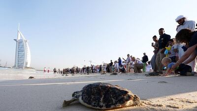 Turtles make their way to the sea after being released in a ceremony to mark the UAE's 44th National Day in Dubai's Madinat Jumeirah Hotel. Pawan Singh / The National