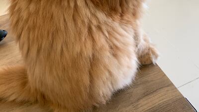 Amy on the living room table posing for the camera.