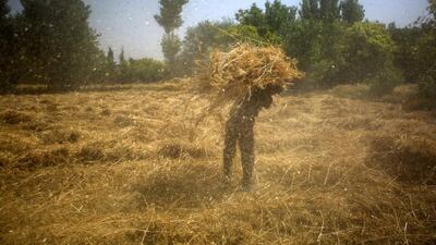 A Syrian farmer carries wheat in Hamorieh. Momammad Badra / EPA