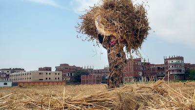 A farmer carries a bundle of wheat on a farm in the Nile Delta province of Al Sharqia, Egypt. AP
