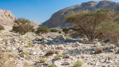 Umbrella thorn acacia trees growing Wadi Tarabat in Al Ain, with Jebel Hafeet in the background. Photo: Gary Brown