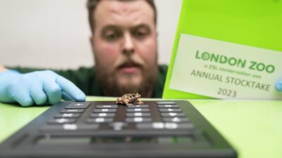 London Zoo began it's annual stocktake on Tuesday, with a Majorcan Midwife Toad being counted and checked. PA
