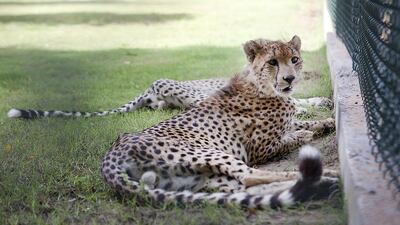 Cheetahs rescued from private owners and moved to the Wildlife Centre refuge, near Mussaffah. Lee Hoagland / The National