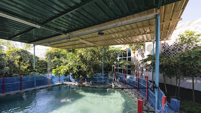 The covered swimming pool at Happiness Farm