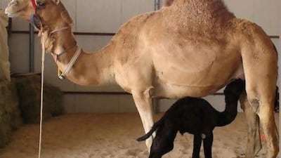 The cloned camel calf is pictured here with its surrogate mother.